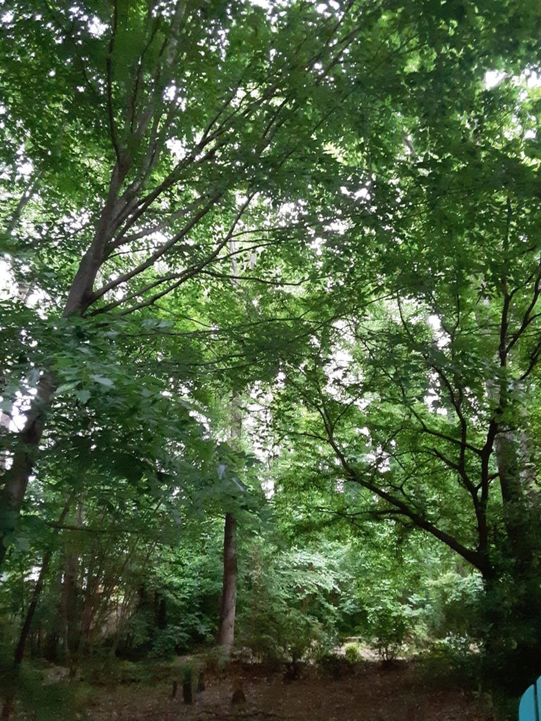 View to a grove of trees, all leafy and green, surrounding a small circle of very short standing stones.  This is my back yard, in North Carolina.